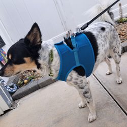 Pet Supply Camarillo - Pearl's new harness