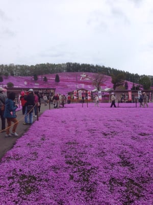 Higashimokoto Shibazakura Park by null