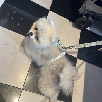 Cafe Loft - Dogs Allowed but not upstairs :/ - Coffee & Tea Near Me - Los Angeles, California