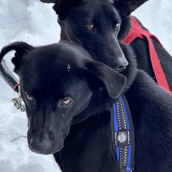 Jackson Hole Iditarod Sled Dog Tours - Two of the dogs pulling the sleighs - Tours Near Me - Jackson, Wyoming