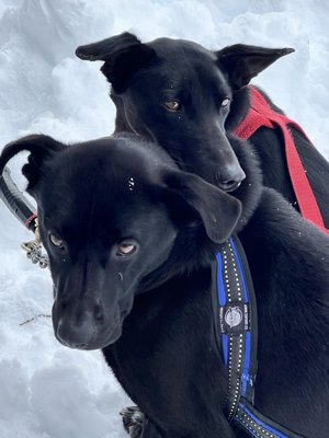 Jackson Hole Iditarod Sled Dog Tours by null