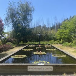 Hughes Water Gardens - Waterlily display