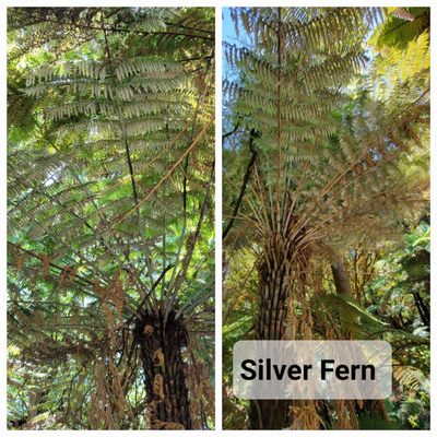 Hell's Gate Geothermal Reserve and Mud Spa by null