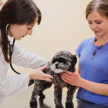 Centrepointe Animal Hospital - One of our cute patients having a health exam! - Pet Stores Near Me - Ottawa, Ontario Centrepointe Animal Hospital - One of our cute patients having a health exam! - Pet Stores Near Me - Ottawa, Ontario