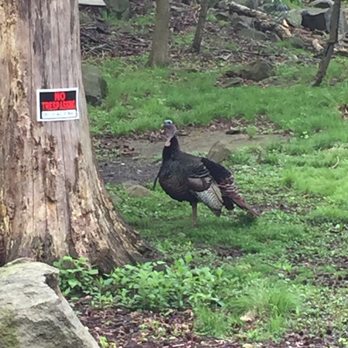Wild Turkey Very Upset Because The Feeders Were Not Filled Our