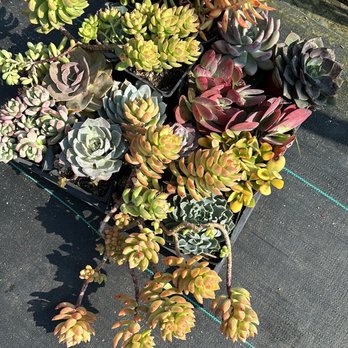 Paramount Nursery - Nurseries & Gardening Near Me - Los Angeles, California