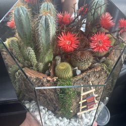 Sierra Vista Flowers - $70 - Terrarium