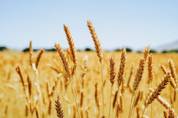 Hayden Flour Mills by null