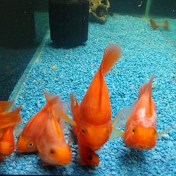 Fish & Pets Ranch