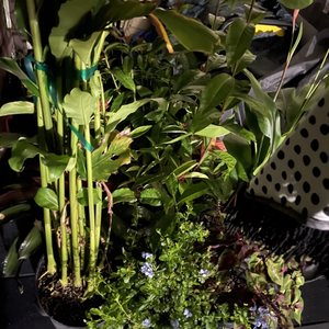 JESSE DURKO’S NURSERY - 96 Photos & 34 Reviews - 5151 SW 70th Ave