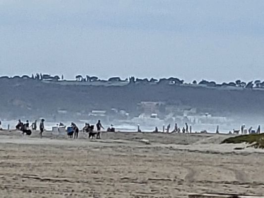 Coronado Dog Beach by null