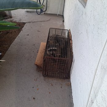 Speedy Animal Control - Pest Control Near Me - Santee, California