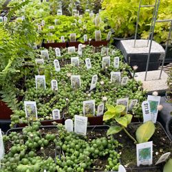 Plant Masters of Suttons Bay - Flowering String of Pearls!!