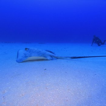 Aaron's Dive Shop - Stingray - Dive Shops Near Me - Kailua, Hawaii Aaron's Dive Shop - Stingray - Dive Shops Near Me - Kailua, Hawaii