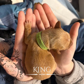 208 Dox Dynasty - Pet Breeders Near Me - Nampa, Idaho 208 Dox Dynasty - Pet Breeders Near Me - Nampa, Idaho