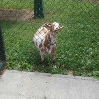 Forsyth Park Zoo - So sweet following me looking for more food - Zoos Near Me - Kingston, New York