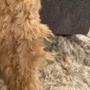 Furry Land - Long chunks of hair sticking out all over - Pet Groomers Near Me - Nashville, Tennessee Furry Land - Long chunks of hair sticking out all over - Pet Groomers Near Me - Nashville, Tennessee