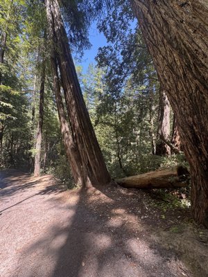 Montgomery Woods State Natural Reserve by null