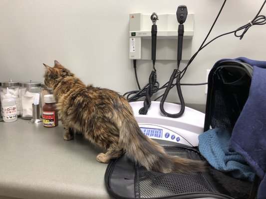 vca mission animal & bird hospital