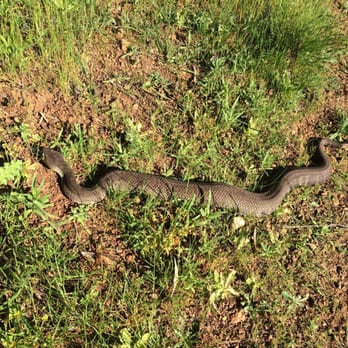 Black Mountain Backpack Camp - First time seeing this big of a snake in all my years hiking here - Campgrounds Near Me - Los Altos, California Black Mountain Backpack Camp - First time seeing this big of a snake in all my years hiking here - Campgrounds Near Me - Los Altos, California