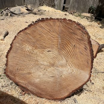 EG Tree Service - The tree was just small enough to not have to get a permit from the city to remove it. - Tree Services Near Me EG Tree Service - The tree was just small enough to not have to get a permit from the city to remove it. - Tree Services Near Me