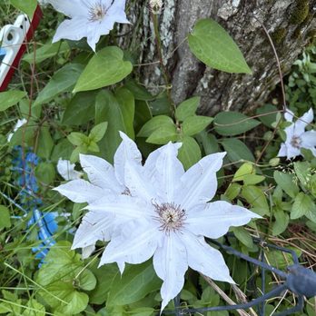 Lakeside Pines Campground - Lovely flowers - Campgrounds Near Me - Bridgton, Maine Lakeside Pines Campground - Lovely flowers - Campgrounds Near Me - Bridgton, Maine