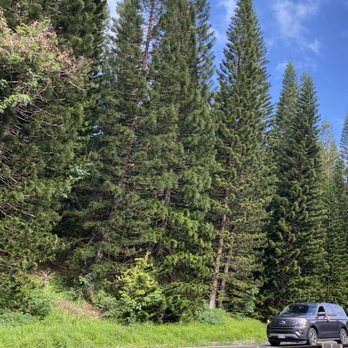 Kailua - It started w/ one lone Christmas tree someone planted on the hill & after everyone planted their trees after Christmas. Forest! - Local Flavor Near Me