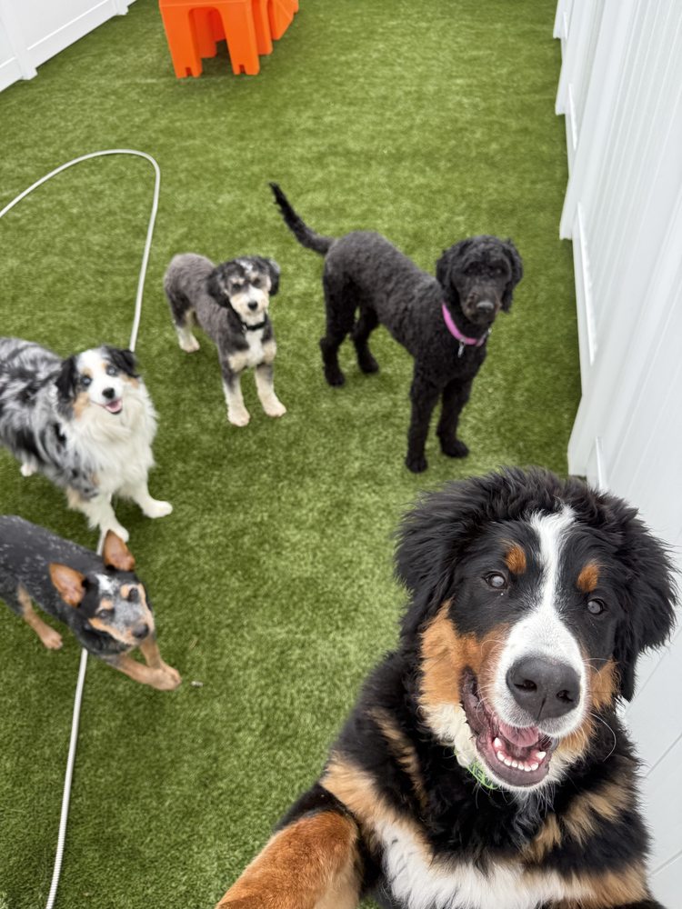 Central Bark - pet boarding facility in Durham, NC