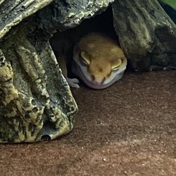 Custom Creatures - Sleeping baby Leapard gecko