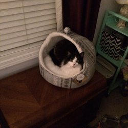 West Columbia Gorge Humane Society - Trying out a new bed (big cat owner surprise, she went in the box after this photo!)