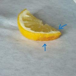 Sinatra's Ristorante - How old is this lemon??