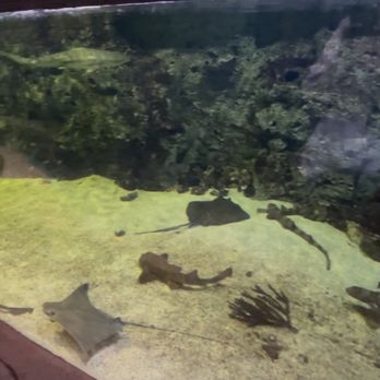 One World Interactive Aquarium - Stingrays - Aquariums Near Me - Las Vegas, Nevada One World Interactive Aquarium - Stingrays - Aquariums Near Me - Las Vegas, Nevada