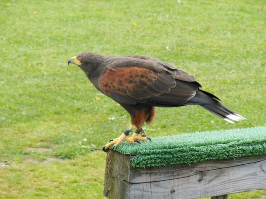 Aillwee Burren Experience by null