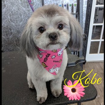 Premium PetStyling - Pet Groomers Near Me - Edmonton, Alberta Premium PetStyling - Pet Groomers Near Me - Edmonton, Alberta