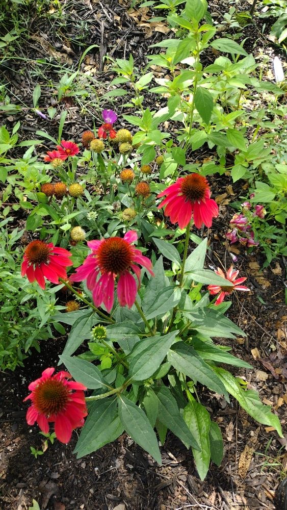 The Baker's Farm - beekeeping in Mentone, AL