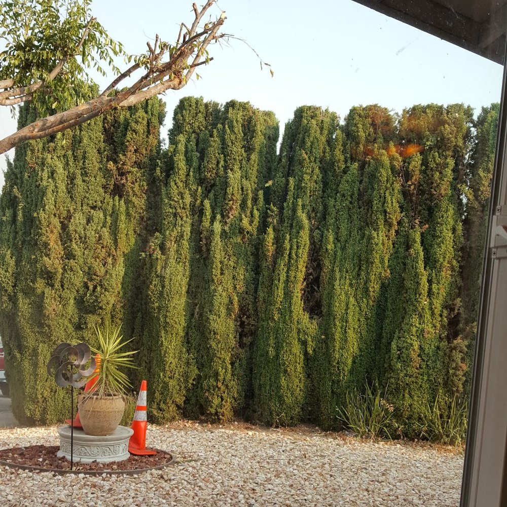 A Blessing Tree Service & Hauling - A Blessing Tree & Hauling ... truly a blessing! - Tree Services Near Me A Blessing Tree Service & Hauling - A Blessing Tree & Hauling ... truly a blessing! - Tree Services Near Me