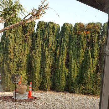A Blessing Tree Service & Hauling - A Blessing Tree & Hauling ... truly a blessing! - Tree Services Near Me A Blessing Tree Service & Hauling - A Blessing Tree & Hauling ... truly a blessing! - Tree Services Near Me