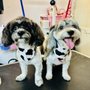 Only Paws Mobile Grooming
