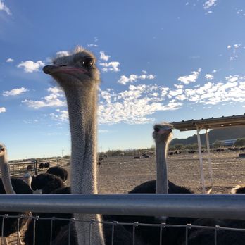 Rooster Cogburn Ostrich Ranch - Petting Zoos Near Me - Picacho, Arizona Rooster Cogburn Ostrich Ranch - Petting Zoos Near Me - Picacho, Arizona