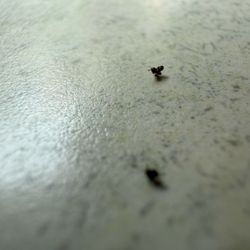 Napoli Pizza - Ants
