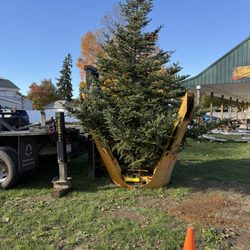 Lyons Nursery & Landscape