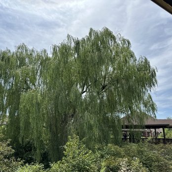 Grove City Premium Outlets - This amazing willow tree in the wetlands area. . . - Shopping Centers Near Me - Grove City, Pennsylvania