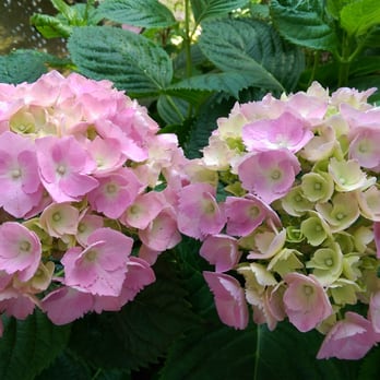 Lincoln Park Conservatory - Parks Near Me - Chicago, Illinois Lincoln Park Conservatory - Parks Near Me - Chicago, Illinois