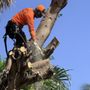 Photo of Big Dawg's Tree Service