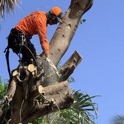 Big Dawg's Tree Service
