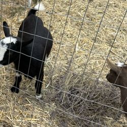 Lit Lavender - Goats!