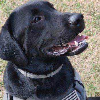 Good Dog Dog Training - Handsome Tundra - Pet Training Near Me Good Dog Dog Training - Handsome Tundra - Pet Training Near Me