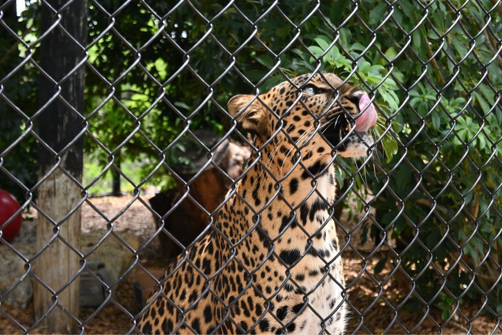 Panther Ridge Conservation Center Logo