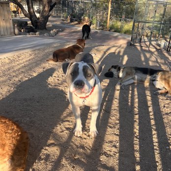 Como Pet Lodge - Dogs - Pet Boarding Near Me - Tucson, Arizona Como Pet Lodge - Dogs - Pet Boarding Near Me - Tucson, Arizona