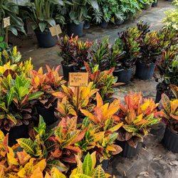 Lee's Trees & Landscaping Nursery